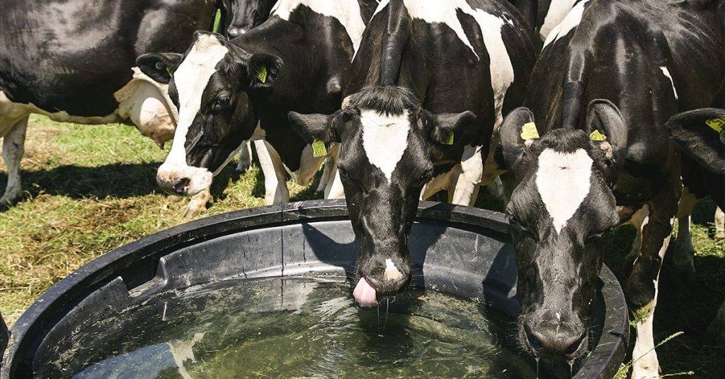 Livingstock Watering 5 lw 1
