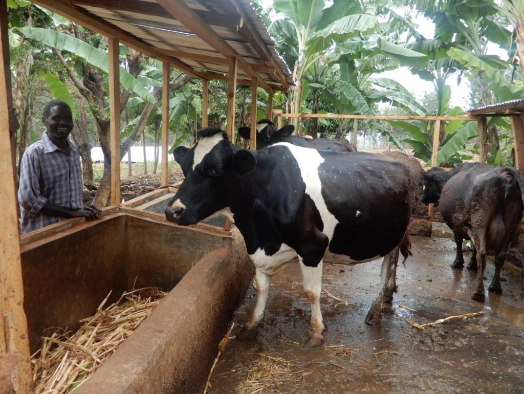Livingstock Watering 6 lw2